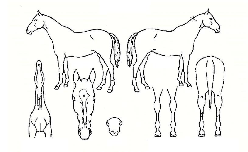 ĸÃÄ¿¡³Ê¹ÌÀÇ Ãø¸é,¿ì¸é,µÞ¸é,µÎ»ó,´Ù¸®ÀÇ Æ¯Â¡µµÇØ