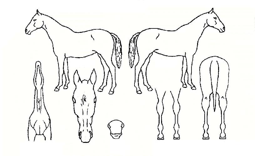 ��Ʈ�������� ����,���,�޸�,�λ�,�ٸ��� Ư¡����