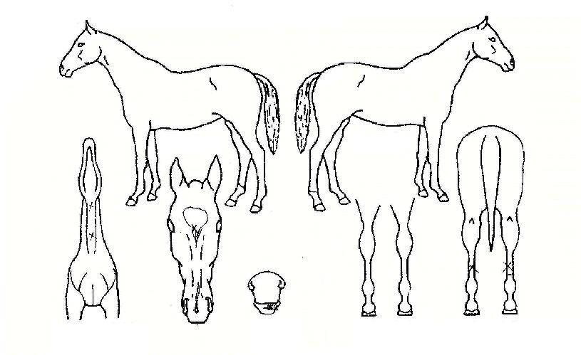 ����Ƽ���̳��� ����,���,�޸�,�λ�,�ٸ��� Ư¡����