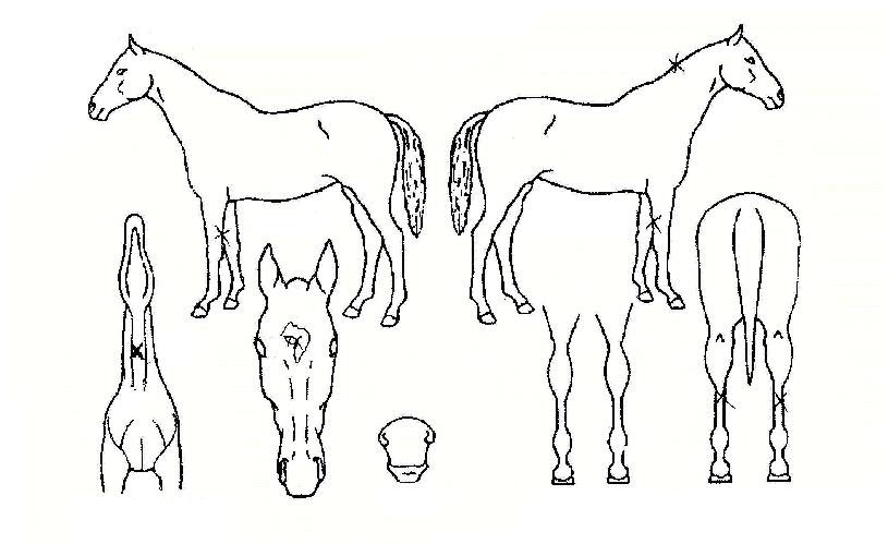 ½ÃĹÀÇ Ãø¸é,¿ì¸é,µÞ¸é,µÎ»ó,´Ù¸®ÀÇ Æ¯Â¡µµÇØ