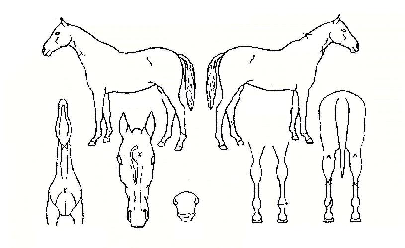 ÄÀÇÁ¦¿ÕÀÇ Ãø¸é,¿ì¸é,µÞ¸é,µÎ»ó,´Ù¸®ÀÇ Æ¯Â¡µµÇØ