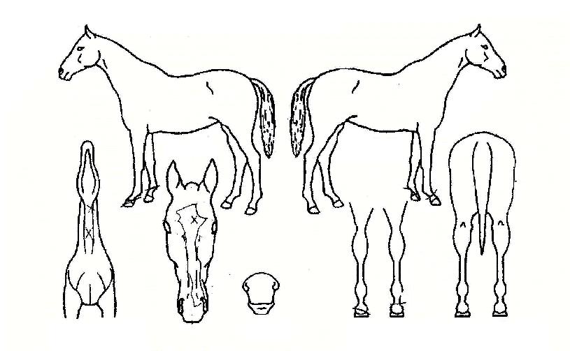 ĭ�ǿ����� ����,���,�޸�,�λ�,�ٸ��� Ư¡����