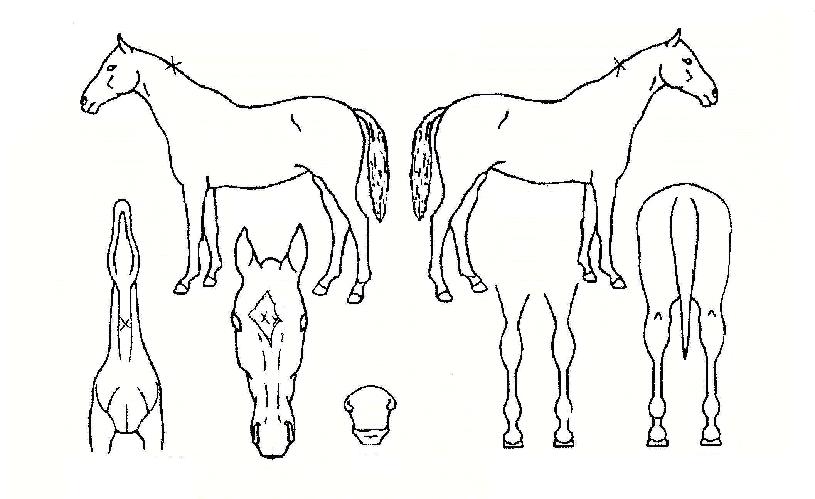 �����÷����� ����,���,�޸�,�λ�,�ٸ��� Ư¡����