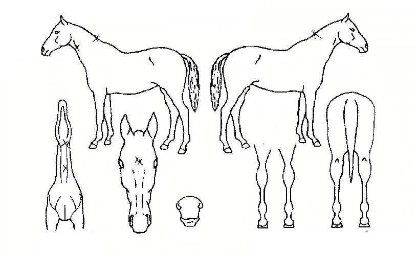 ��������� ����,���,�޸�,�λ�,�ٸ��� Ư¡����