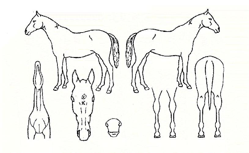 ÇìÀÏ·ÎÇ÷¡±×ÀÇ Ãø¸é,¿ì¸é,µÞ¸é,µÎ»ó,´Ù¸®ÀÇ Æ¯Â¡µµÇØ