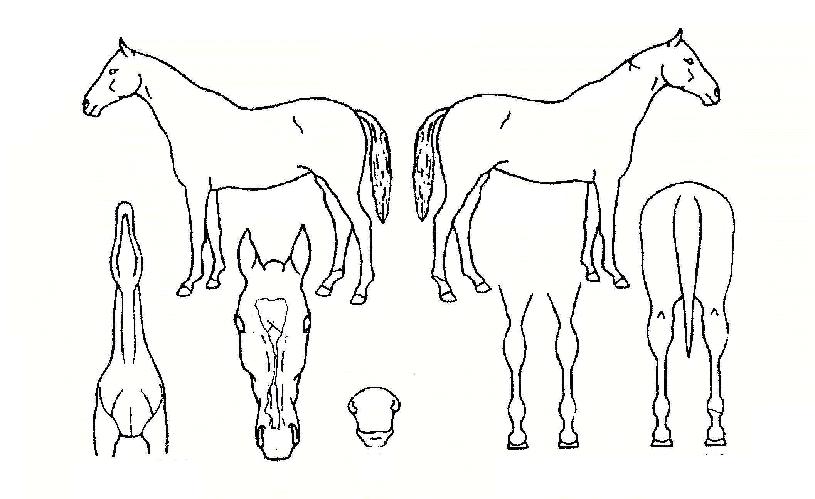 ¿íÀϽ¸®ÀÇ Ãø¸é,¿ì¸é,µÞ¸é,µÎ»ó,´Ù¸®ÀÇ Æ¯Â¡µµÇØ