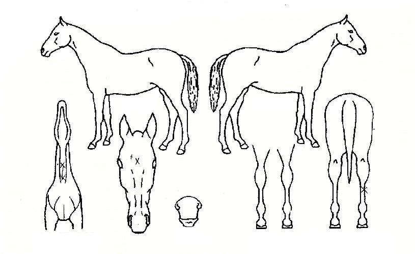 �ô�����Ʈ�������ڸ��� ����,���,�޸�,�λ�,�ٸ��� Ư¡����