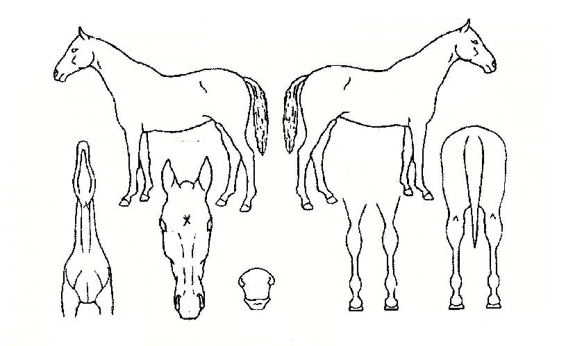 ¿õÁö¼±ÀÚ¸¶ÀÇ Ãø¸é,¿ì¸é,µÞ¸é,µÎ»ó,´Ù¸®ÀÇ Æ¯Â¡µµÇØ