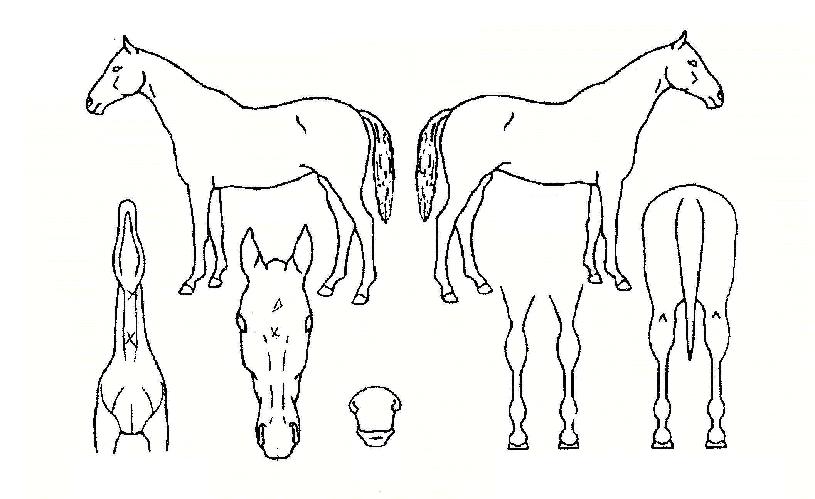 ÇʵåÀ罺ÅÍÀÇ Ãø¸é,¿ì¸é,µÞ¸é,µÎ»ó,´Ù¸®ÀÇ Æ¯Â¡µµÇØ