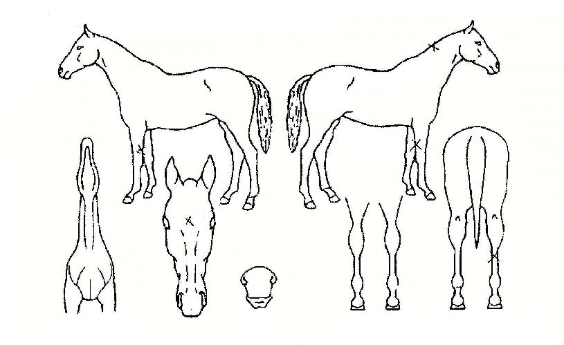 �����÷����� ����,���,�޸�,�λ�,�ٸ��� Ư¡����