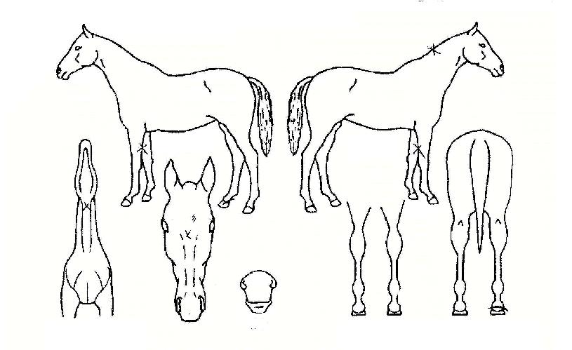 ���������� ����,���,�޸�,�λ�,�ٸ��� Ư¡����