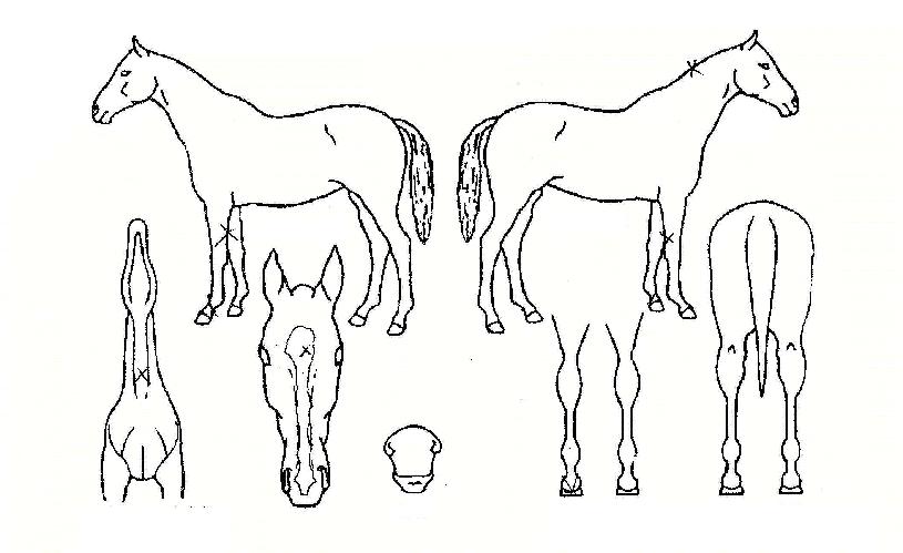 ³²ÃÌÀÇÃàÁ¦ÀÇ Ãø¸é,¿ì¸é,µÞ¸é,µÎ»ó,´Ù¸®ÀÇ Æ¯Â¡µµÇØ