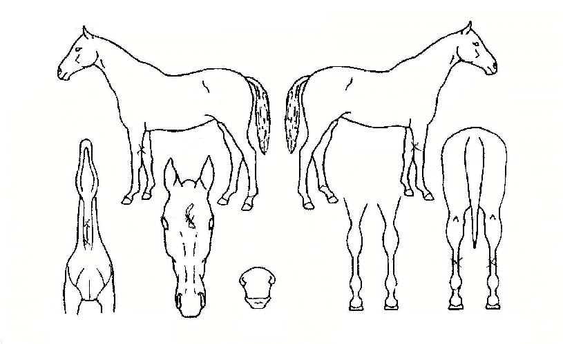 ������ ����,���,�޸�,�λ�,�ٸ��� Ư¡����