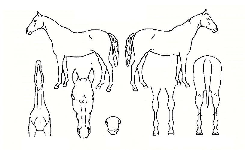 dz¸²ÀÇ Ãø¸é,¿ì¸é,µÞ¸é,µÎ»ó,´Ù¸®ÀÇ Æ¯Â¡µµÇØ