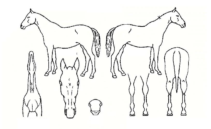 ¼¼ºìƼ³ªÀ̳ÊÀÇ Ãø¸é,¿ì¸é,µÞ¸é,µÎ»ó,´Ù¸®ÀÇ Æ¯Â¡µµÇØ