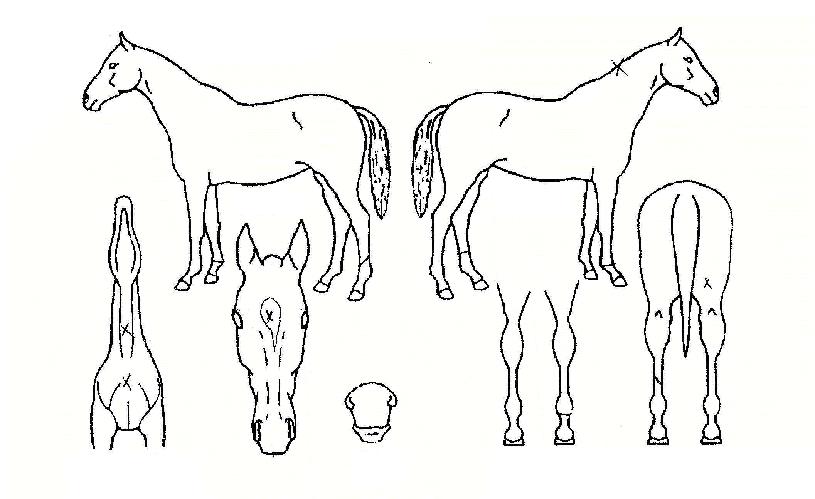 ���Դ�������ڸ��� ����,���,�޸�,�λ�,�ٸ��� Ư¡����