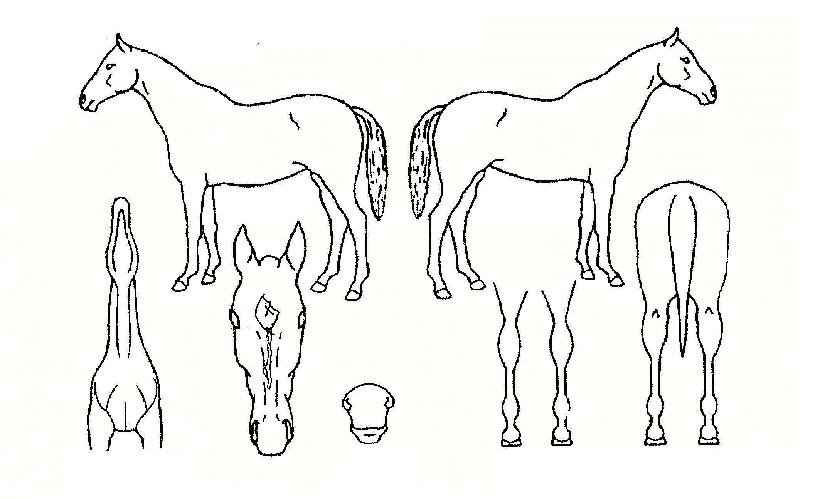 ºäƼ¾î½º´Ï½ºÀÇ Ãø¸é,¿ì¸é,µÞ¸é,µÎ»ó,´Ù¸®ÀÇ Æ¯Â¡µµÇØ