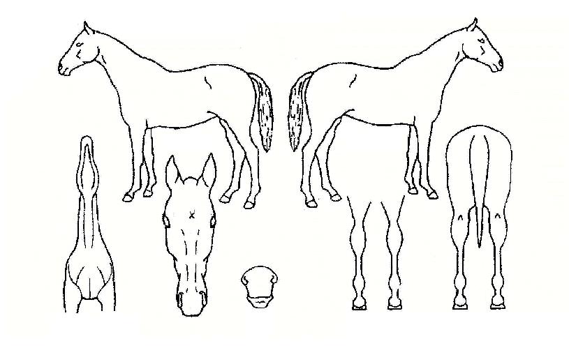 ���絿���� ����,���,�޸�,�λ�,�ٸ��� Ư¡����