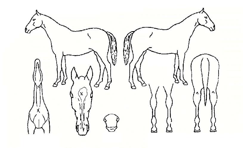 �ɱ��� ����,���,�޸�,�λ�,�ٸ��� Ư¡����