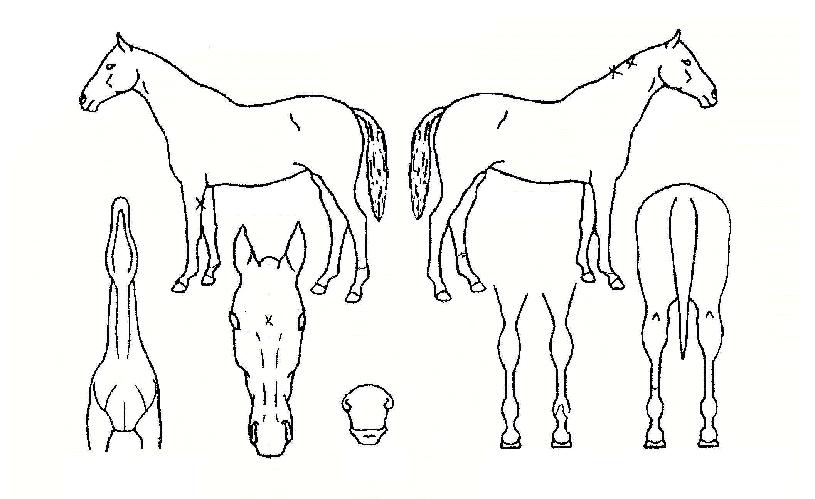 �������� ����,���,�޸�,�λ�,�ٸ��� Ư¡����