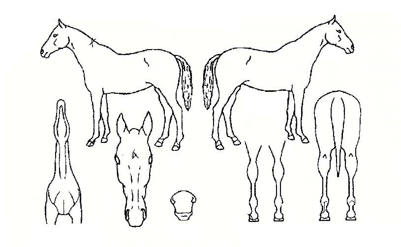 �����赵�� ����,���,�޸�,�λ�,�ٸ��� Ư¡����