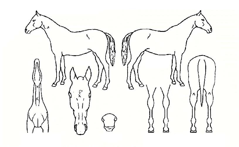 �հ��� ����,���,�޸�,�λ�,�ٸ��� Ư¡����