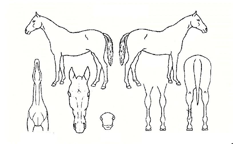 �ɴ����� ����,���,�޸�,�λ�,�ٸ��� Ư¡����