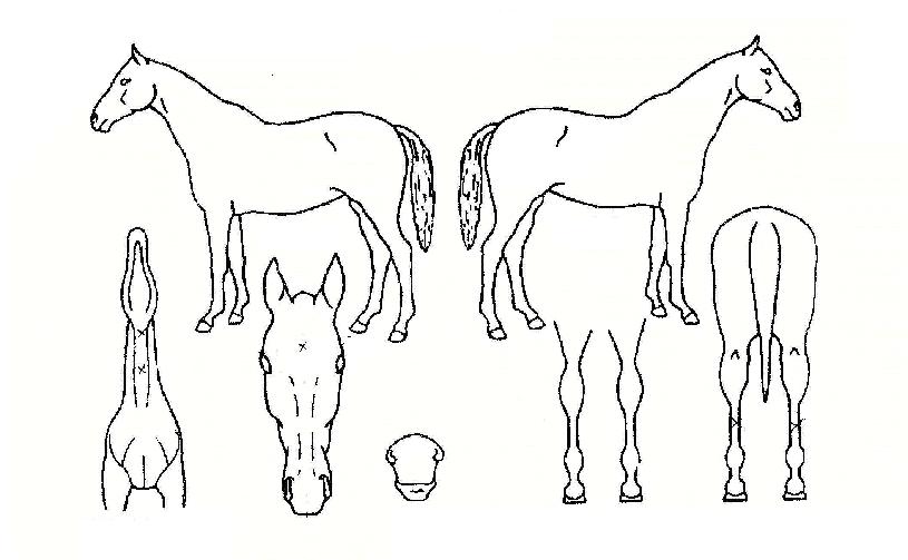 ���������� ����,���,�޸�,�λ�,�ٸ��� Ư¡����