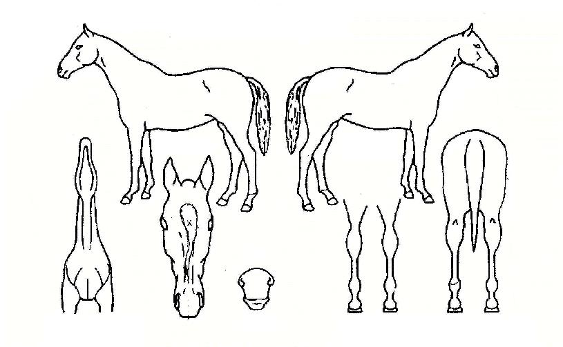 õÀÏÆøÆ÷ÀÇ Ãø¸é,¿ì¸é,µÞ¸é,µÎ»ó,´Ù¸®ÀÇ Æ¯Â¡µµÇØ