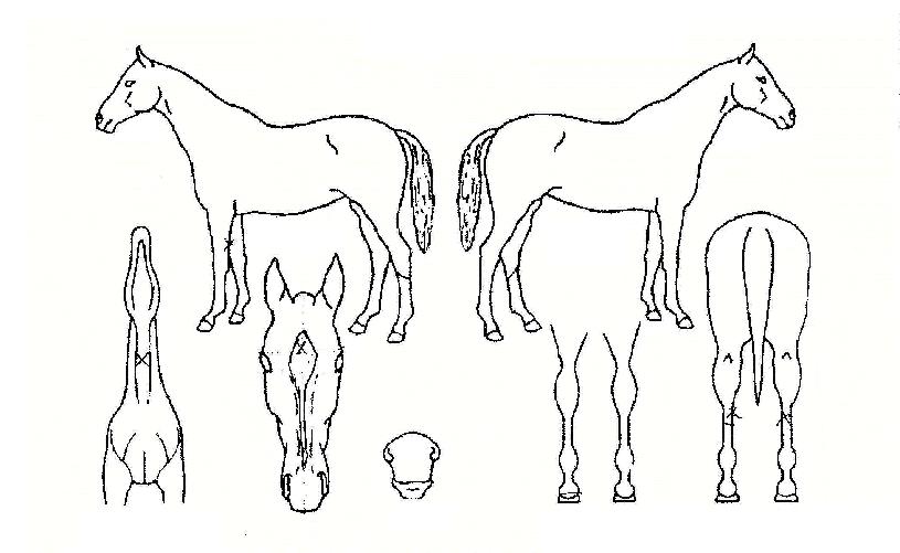 ½ºÄ«À̶óÀÎÀÇ Ãø¸é,¿ì¸é,µÞ¸é,µÎ»ó,´Ù¸®ÀÇ Æ¯Â¡µµÇØ