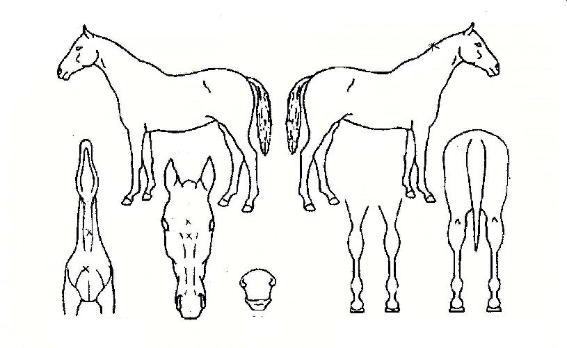 ����Ƽ�� ����,���,�޸�,�λ�,�ٸ��� Ư¡����