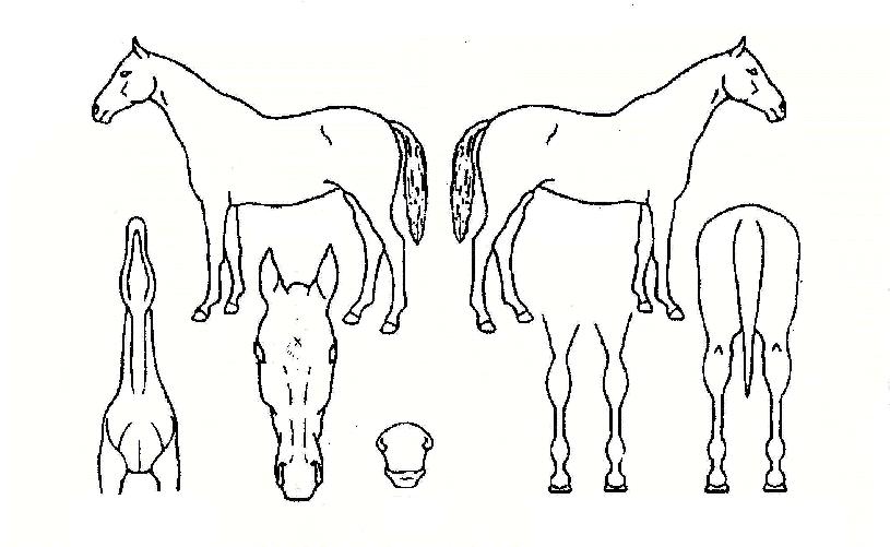 ������ ����,���,�޸�,�λ�,�ٸ��� Ư¡����