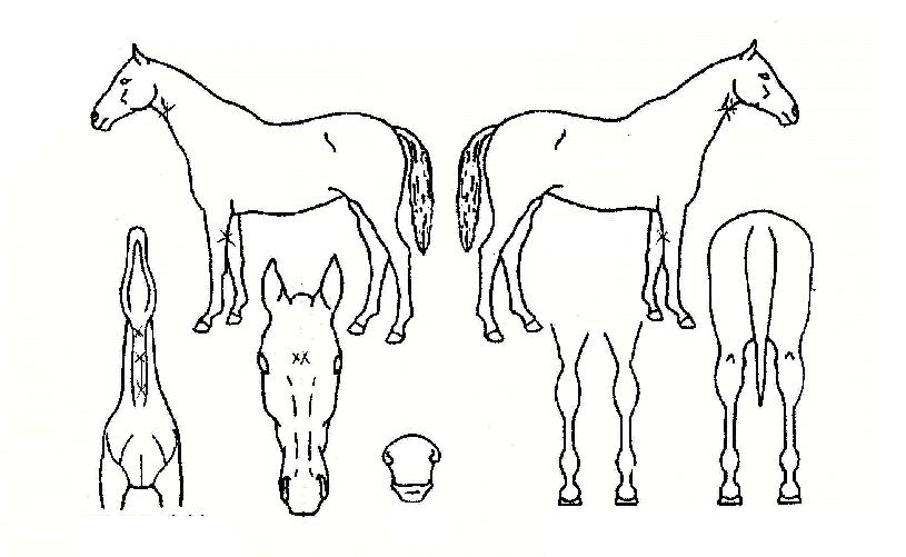 �ݺ��� ����,���,�޸�,�λ�,�ٸ��� Ư¡����