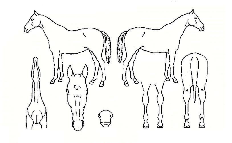 �󺥴��̽�Ʈ�� ����,���,�޸�,�λ�,�ٸ��� Ư¡����