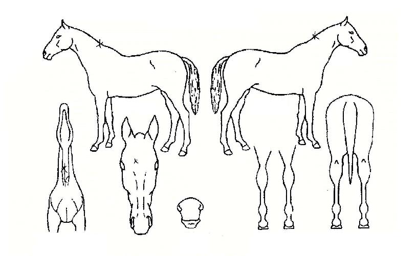 Åä¹úÀÇ Ãø¸é,¿ì¸é,µÞ¸é,µÎ»ó,´Ù¸®ÀÇ Æ¯Â¡µµÇØ