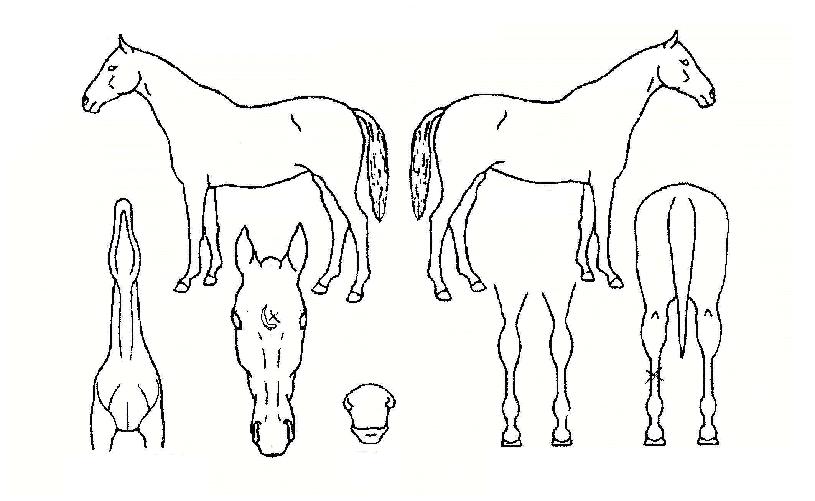 ½º¸¶Æ®¶óÀÎÀÇ Ãø¸é,¿ì¸é,µÞ¸é,µÎ»ó,´Ù¸®ÀÇ Æ¯Â¡µµÇØ