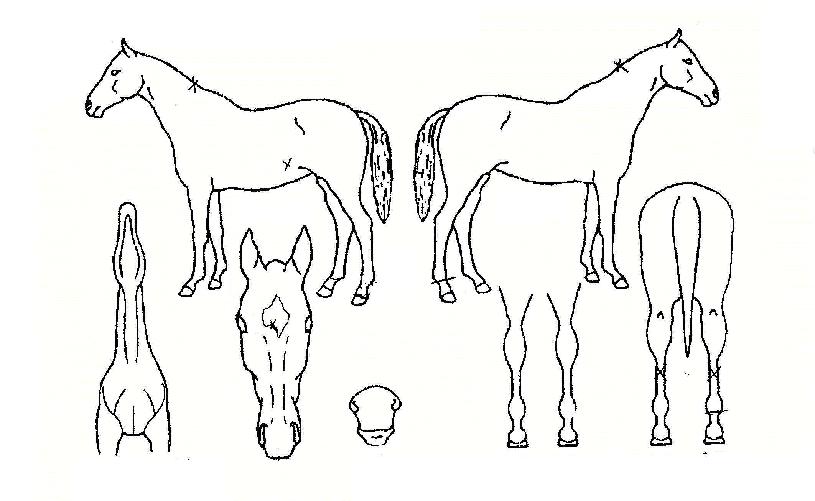 ¾Æ³ªÀ̽ºÀÇ Ãø¸é,¿ì¸é,µÞ¸é,µÎ»ó,´Ù¸®ÀÇ Æ¯Â¡µµÇØ