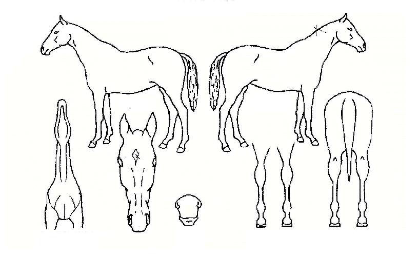 �ʵ���̳��� ����,���,�޸�,�λ�,�ٸ��� Ư¡����