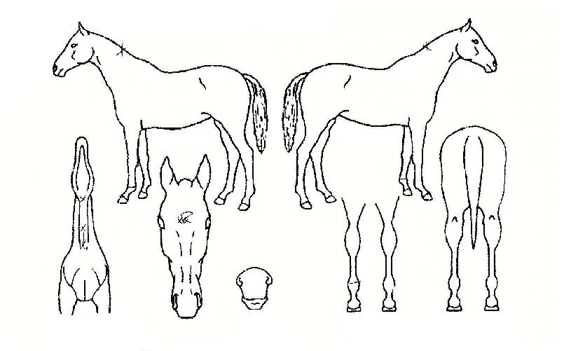 ���������� ����,���,�޸�,�λ�,�ٸ��� Ư¡����