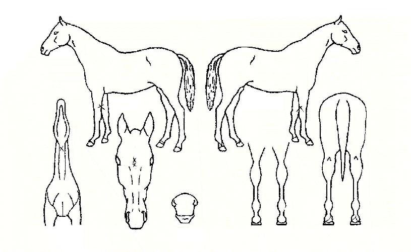 ����è�Ǿ��� ����,���,�޸�,�λ�,�ٸ��� Ư¡����