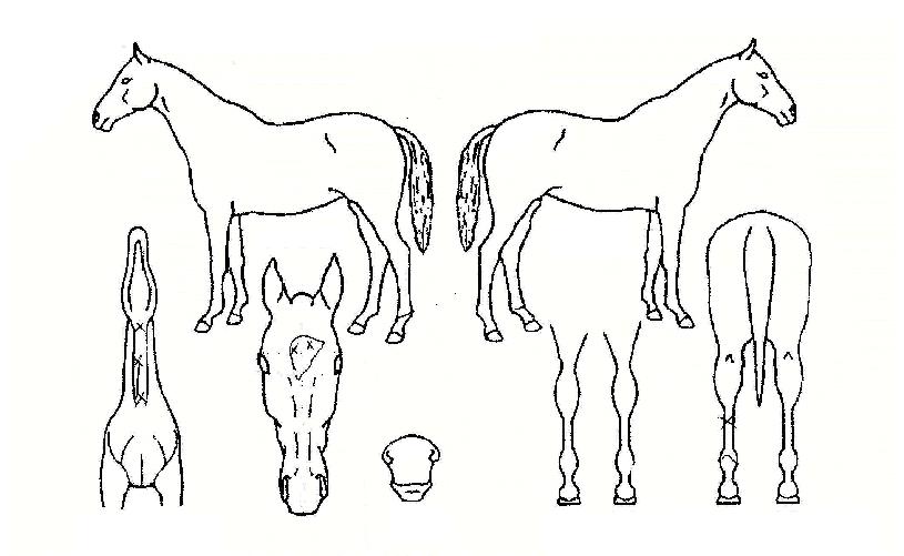 ¿À·£Ä£±¸ÀÚ¸¶ÀÇ Ãø¸é,¿ì¸é,µÞ¸é,µÎ»ó,´Ù¸®ÀÇ Æ¯Â¡µµÇØ