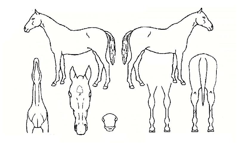 �ﺰ���� ����,���,�޸�,�λ�,�ٸ��� Ư¡����