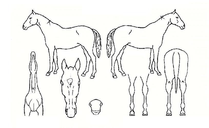 ���̽��Ǹ��� ����,���,�޸�,�λ�,�ٸ��� Ư¡����