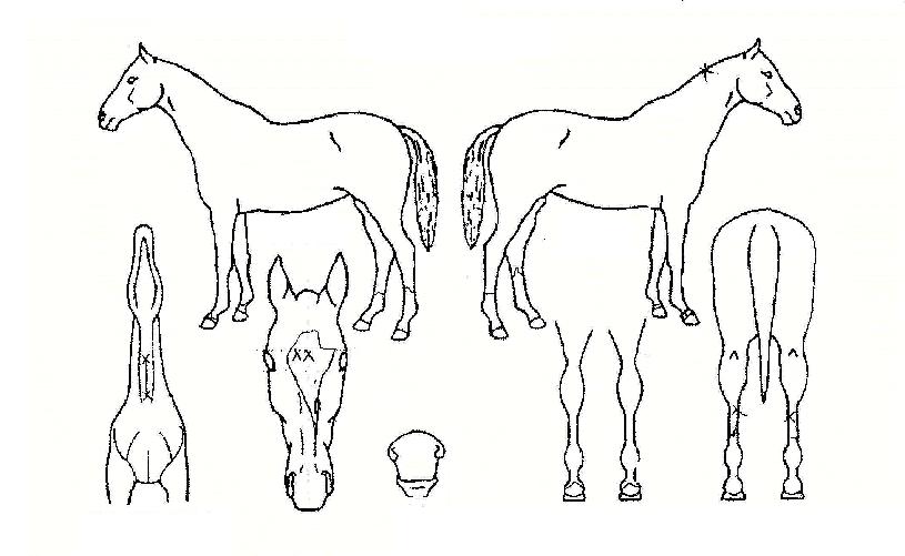 �̻��� ����,���,�޸�,�λ�,�ٸ��� Ư¡����