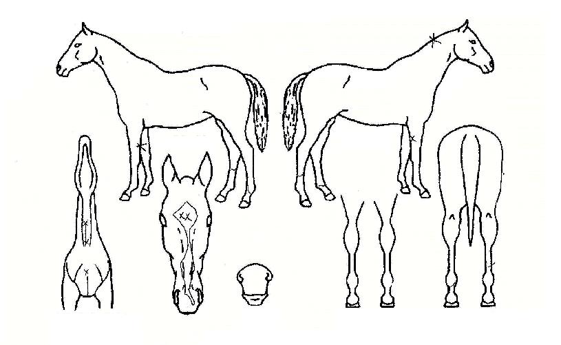 ��õǳ�ڸ��� ����,���,�޸�,�λ�,�ٸ��� Ư¡����