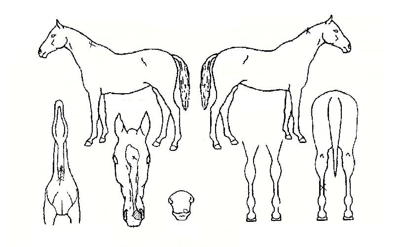 ��Ÿ������ ����,���,�޸�,�λ�,�ٸ��� Ư¡����