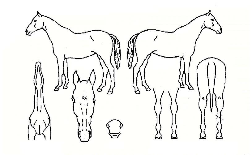 ÇØÇǸ®ºñ¾îÀÇ Ãø¸é,¿ì¸é,µÞ¸é,µÎ»ó,´Ù¸®ÀÇ Æ¯Â¡µµÇØ