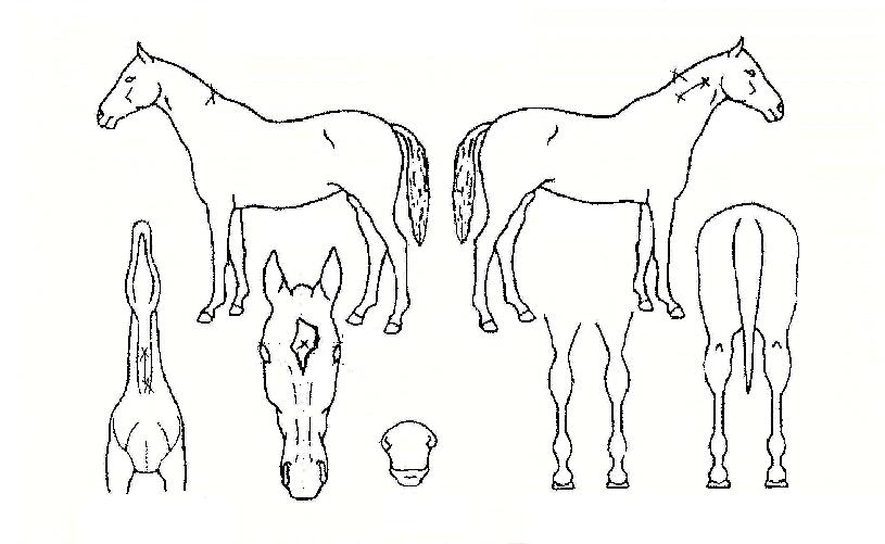 �޺������� ����,���,�޸�,�λ�,�ٸ��� Ư¡����