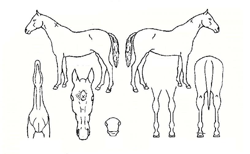 ���̽�Ű���� ����,���,�޸�,�λ�,�ٸ��� Ư¡����