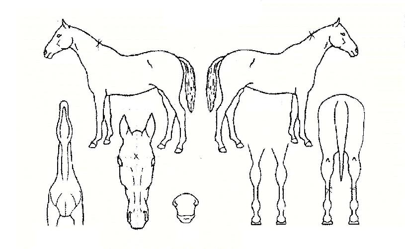 ´ÙºñµðºêÀÇ Ãø¸é,¿ì¸é,µÞ¸é,µÎ»ó,´Ù¸®ÀÇ Æ¯Â¡µµÇØ